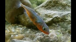 Sticklebacks Breeding [upl. by Julide200]