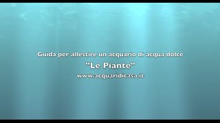 Le piante Guida per allestire un acquario di acqua dolce [upl. by Aicirtan]