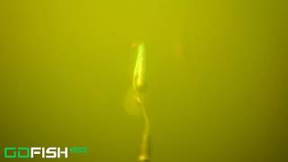 Pierce Lake Rock Cut state park Underwater video [upl. by Jojo]