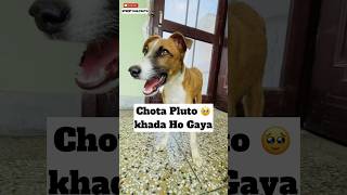 Paralysed Dog Thik Ho Gaya 🥹  448 [upl. by Oirromed]