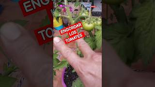 Cuando Haces Esto Los Tomates Crecen El Doble [upl. by Aliak]