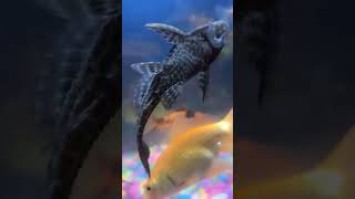 Pleco fish fish plecofish aquarium petfish fishing aquariumfishfish fishtank vlog petsman [upl. by Carlton]