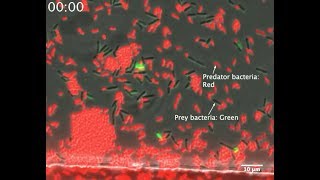 Invasion of the Gene Snatchers Bacterial combat amp spread of antibiotic resistance [upl. by Kelvin]