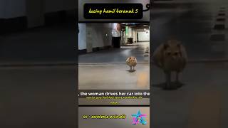 kucing hamil beranak 5 shortvideo animals hewan [upl. by Murphy]