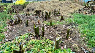 Musa Basjoo na łące zimowanie bananów w gruncie yunnanensis lasiocarpa dajiao sikkimensis [upl. by Caine]