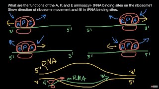 Ribosome A P E sites and direction of protein synthesis explained [upl. by Ahsiki]