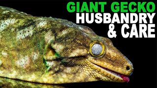 Leachie Care Simplified Giant Gecko Husbandry [upl. by Llenad227]