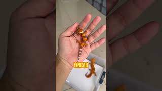 Cek Instagram wachigeckoid jika ingin beli gecko 🫶🏻 [upl. by Golliner]