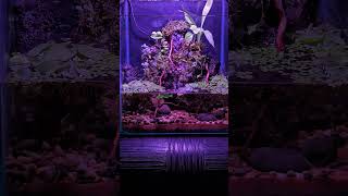 Waterfall Paludarium [upl. by Selhorst]