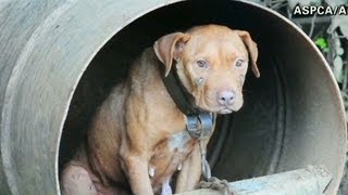 Rescued dogfighting pups get TLC [upl. by Llenad]