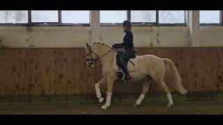 Hilkens Dancing Gold v Dreidimensional 2014 FEI PONYLEHRPONY [upl. by Renraw]