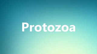 Protozoa  Medical Definition and Pronunciation [upl. by Ainyt]