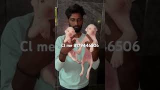 Rajapalyam Male Puppy available trending viralreels shortvideo reels youtubeshorts rajapalayam [upl. by Adnilemre]