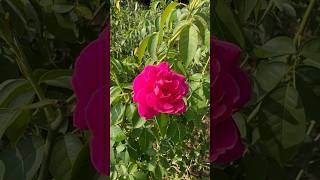 నాటు గులాబీ మొక్కలు rose 2024 gardenflowers flowernames [upl. by Aman133]