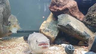 Wolf cichld vs wolffish wolffish hoplias malabaricus dovii wolfcichlid [upl. by Irakab980]