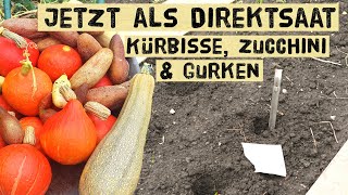 Kürbisse Zucchini und Gurken jetzt direkt ins Beet aussäen  Direktsaat Vorteile und Nachteile [upl. by Anauqahc]