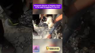 Rescuing Puppies Stuck in Tar A Heartbreaking Fight for Survival dogrescue rescuedog doglover [upl. by Noivaz513]