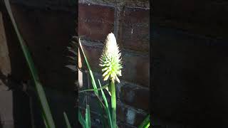 Wow Torch lily Kniphofia looking like a torch or lamp gardening short flowers plants flower [upl. by Nirrep]