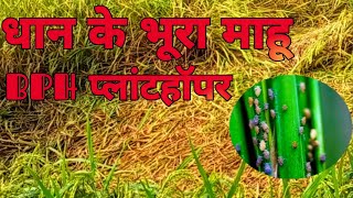 Brown Plant Hopper BPH जिसे प्लांटहॉपरतेला कीट भी कहा जाता हैdhan agricultural bph [upl. by Allistir]