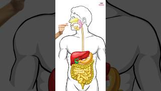 How do Paracetamol and Pain killers work By VMC Medical [upl. by Artenahs]