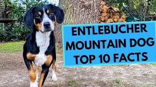 Entlebucher Mountain Dog  TOP 10 Interesting Facts [upl. by Cohlette]