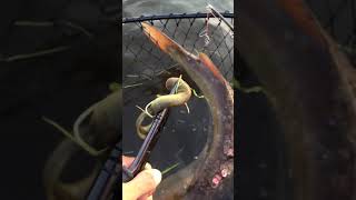 Removing parasitic lampreys from a fish [upl. by Yentterb]