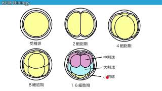 高校生物「関西学院大学2015大問２（ウニの発生・思考問題）」 [upl. by Namilus]