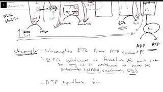 Uncouplers ETC Inhibitors and ATP Synthase Inhibitors [upl. by Dleifyar]