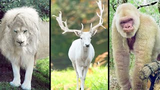 10 Rarest Completely White Animals [upl. by Waiter]