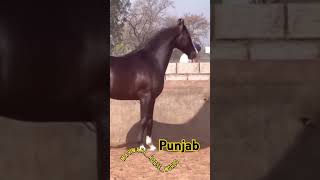 🔥Marwari Stallion  PUNJAB🌟Sire  DILBAGH RANIA BY LATE ALISHAN🌟DamJugni horselover horse [upl. by Regnig]