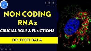 NON CODING RNA Essential Role and Functions Noncoding RNA Significance in Cellular Functions [upl. by Halimaj]