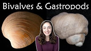 Mollusca Pt 2 Bivalves amp Gastropods Invertebrate Paleontology  GEO GIRL [upl. by Levinson]