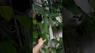 My big Philodendron Mexicanum plants garden aroids [upl. by Dustie]