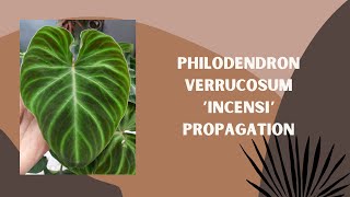 Philodendron Verrucosum Incensi Propagation [upl. by Eagle42]