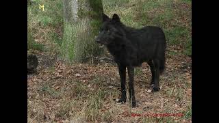 Loups noirs en photos [upl. by Anitaf265]