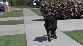 Emma Zen teaches potbelly pig to walk on a lead [upl. by Selima]