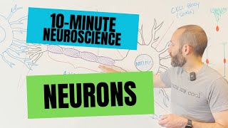 10Minute Neuroscience Neurons [upl. by Nuahsor]