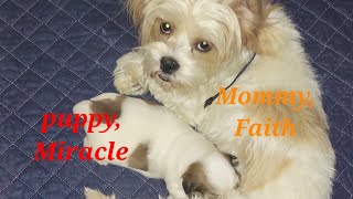 The new Lhasa Apso Family Bonds [upl. by Ainehta]