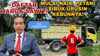 HARGA TBS SAWIT MULAI NAIK PETANI SIBUK URUSIN KEBUNNYA sawit petani viral [upl. by Ardolino]