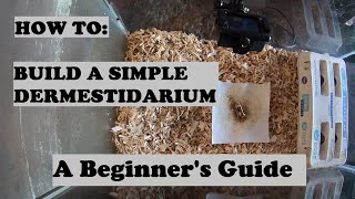 HOW TO Build a Simple Dermestidarium  A Beginners Guide to Skull Cleaning Dermestid Beetles [upl. by Orabelle]