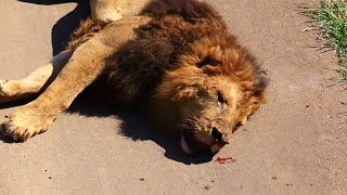 Top 10 Moments Lions are Killed by Their Prey [upl. by Iccir]