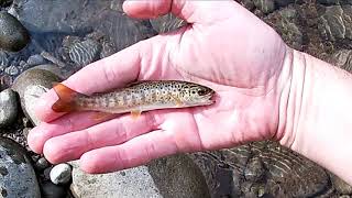 Come catturare un avannotto trota microscopica in torrente [upl. by Hairehcaz]