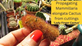 Propagating Mammillaria elongata Cactus from Cuttings  Lady Finger Cactus cacti cactus [upl. by Teirtza]