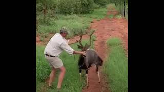 Unexpected Reactions What Happens When Nyala Bulls Are Darted in Africa wildlife naturelovers [upl. by Akinar]