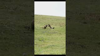 Marmottes on Courchevel [upl. by Mellman269]