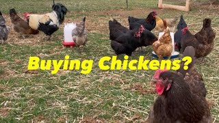 Spring 2024 Chicken Buyers Guide From the Pretend Farm [upl. by Oicnevuj]