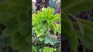 Aeonium x sventenii Hybrid Succulent Type [upl. by Edac]