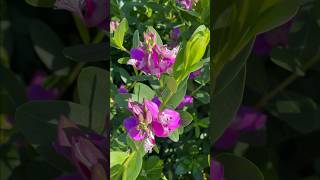 Polygala myrtifolia  Petite Butterfly Sweet Pea Plant Magenta color flowers [upl. by Galan]