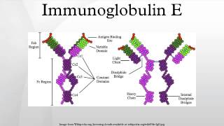 Immunoglobulin E [upl. by Markus987]