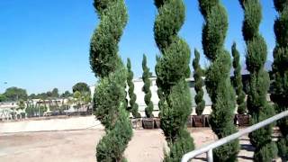 Topiary Cupressus Semp Spiral 24 box [upl. by Ahsemad]